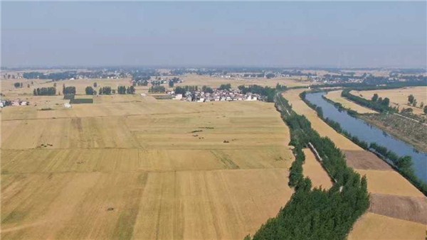 河南麥?zhǔn)招聢D景丨周口1100多萬(wàn)畝麥田 好“豐”景