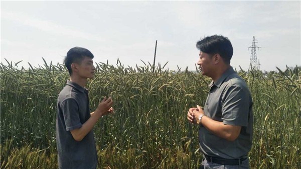 河南麥?zhǔn)招聢D景丨郟縣長(zhǎng)橋鎮(zhèn)：小麥比人高 增產(chǎn)又高效