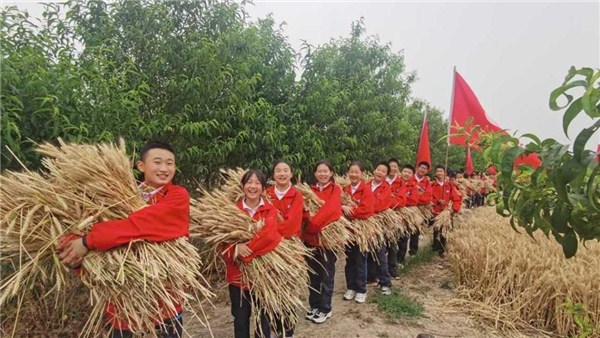  河南麥?zhǔn)招聢D景丨駐馬店這位校長(zhǎng)帶領(lǐng)學(xué)生用鐮刀割麥