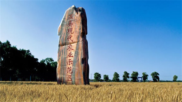 河南麥?zhǔn)招聢D景 丨溫縣38.1萬(wàn)畝小麥將開鐮 13000余臺(tái)（