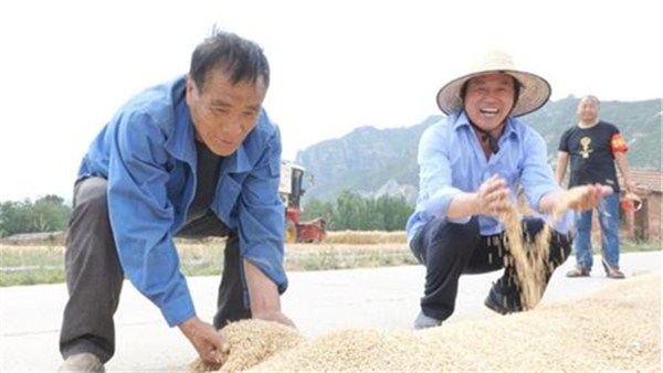 河南麥?zhǔn)招聢D景 丨河南沁陽(yáng)：“三夏第一鐮”開鐮
