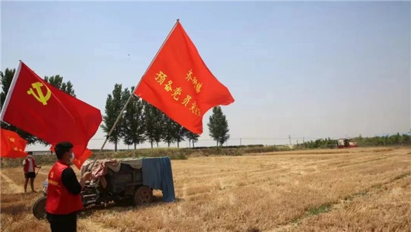  河南麥?zhǔn)招聢D景丨金色麥浪里的一抹紅，原陽(yáng)600余名黨員