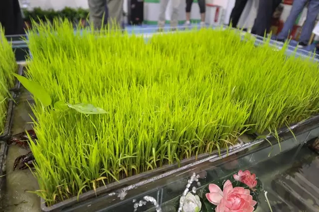 芽狀元亮相中國農洽會 玩轉古法豆芽的創(chuàng)新表達